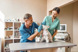 image of pet health