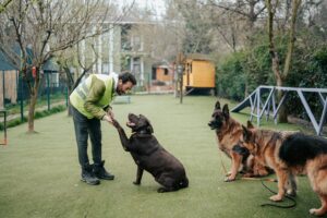 Dog Rescue