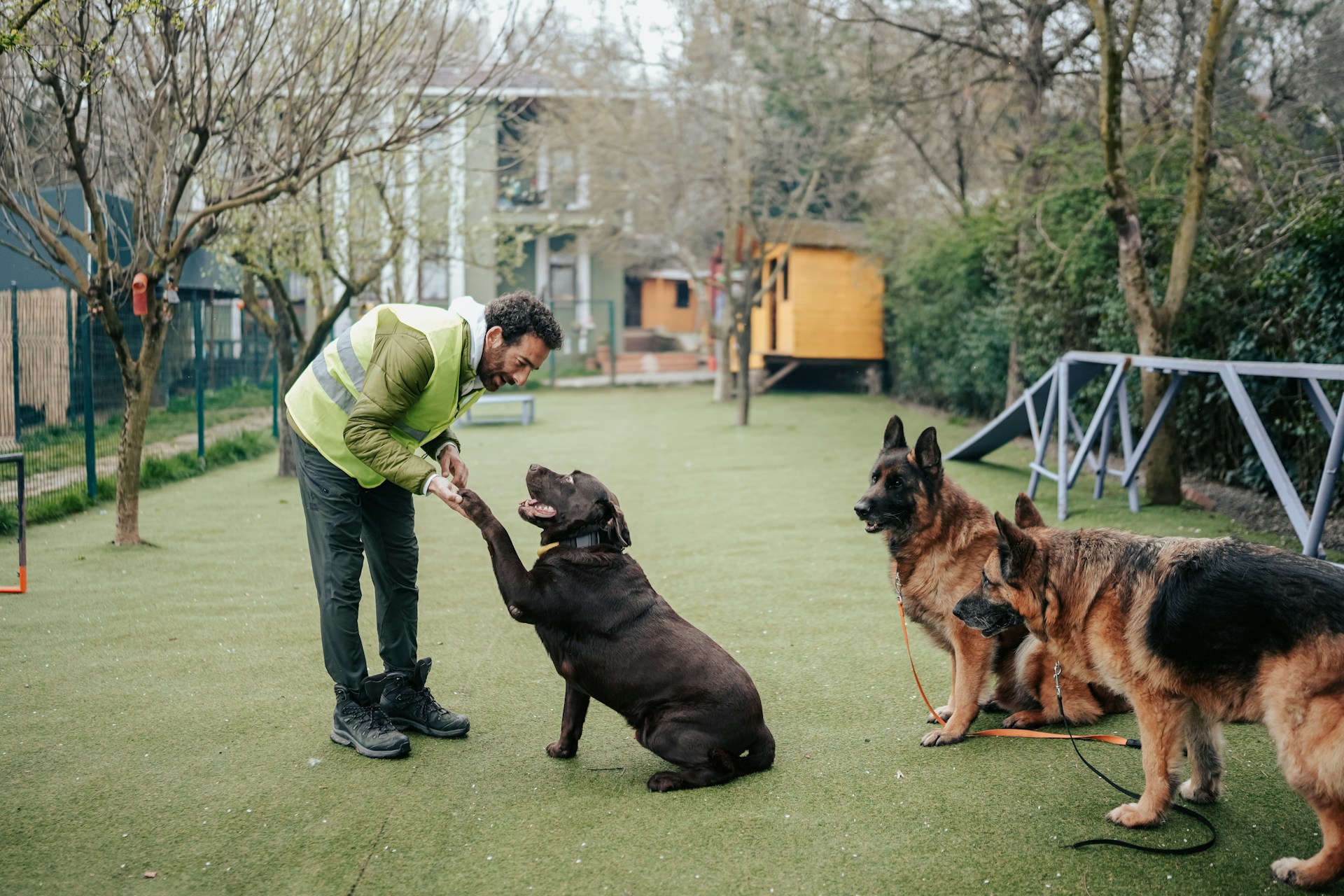 Dog Rescue